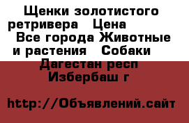 Щенки золотистого ретривера › Цена ­ 15 000 - Все города Животные и растения » Собаки   . Дагестан респ.,Избербаш г.